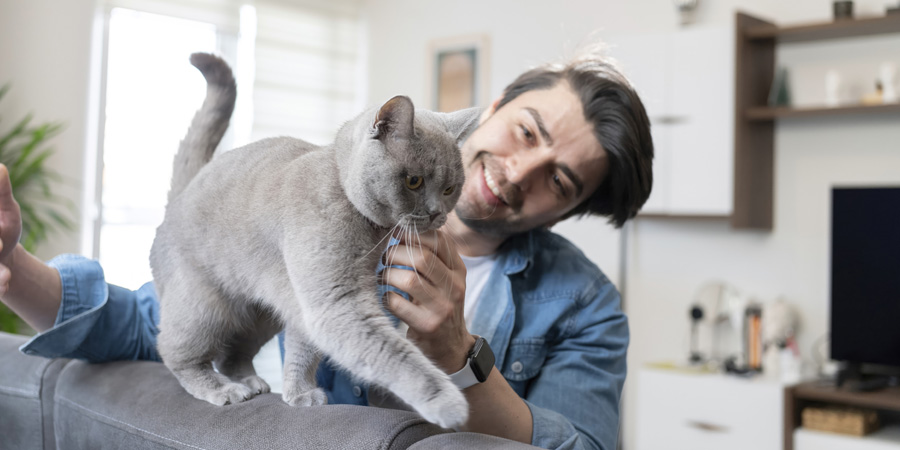 Cat Sitter's Guidebook