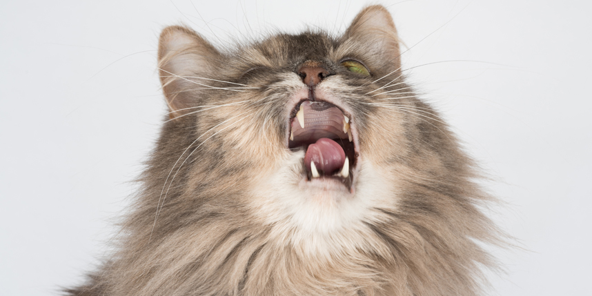Why Do Cats Sneeze?